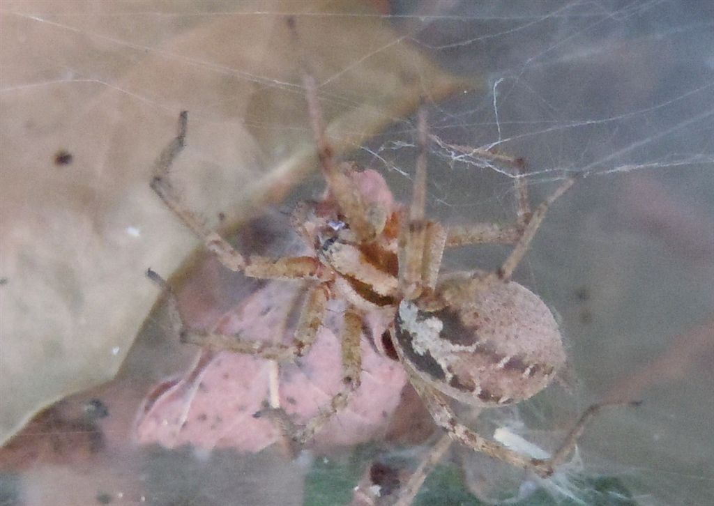 Agelena labyrinthica - Agnano (NA)